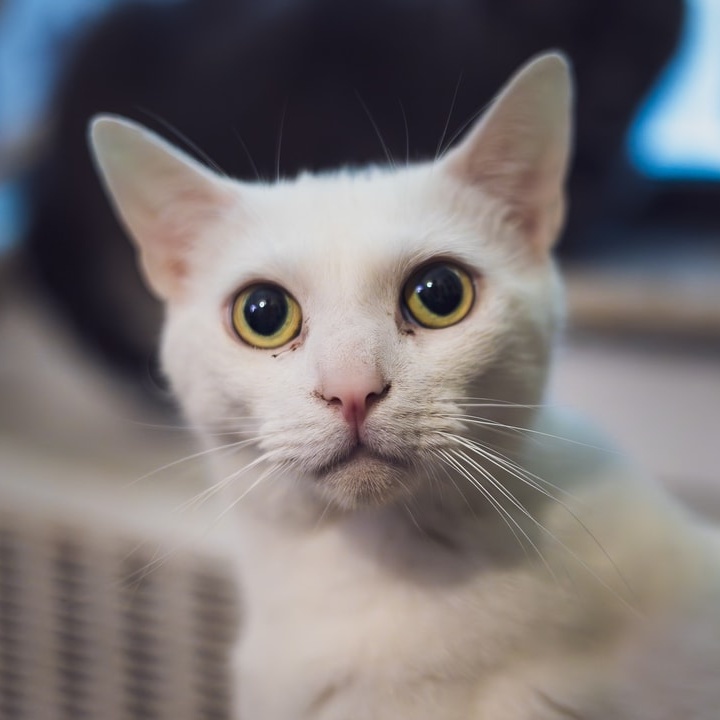 Enlarge Scooby, a Adoptable Domestic Short Hair in Astoria, NY image 1/5