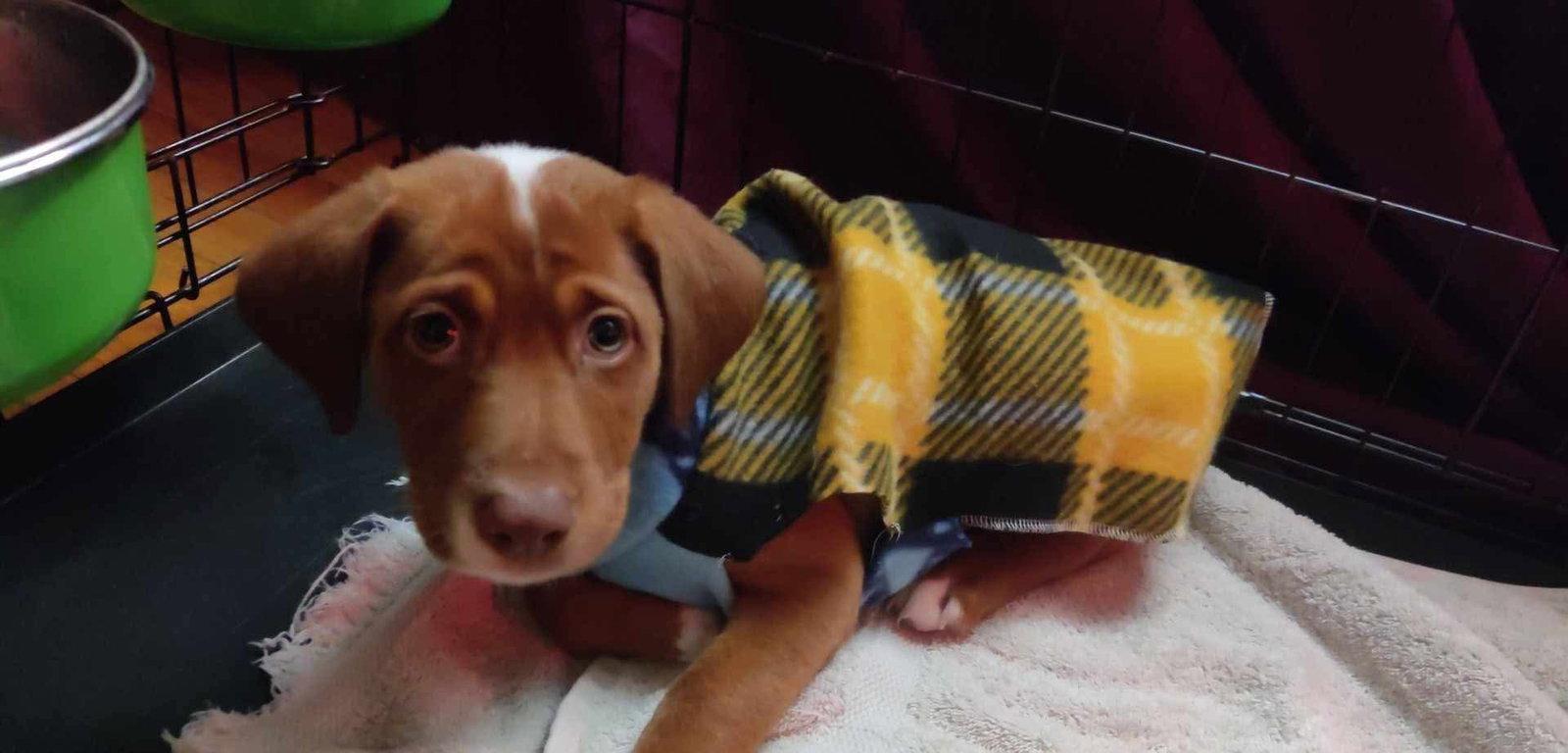 Jenga, Jenga, Adopted, Puppy Female Australian Shepherd & Doberman Pinscher.