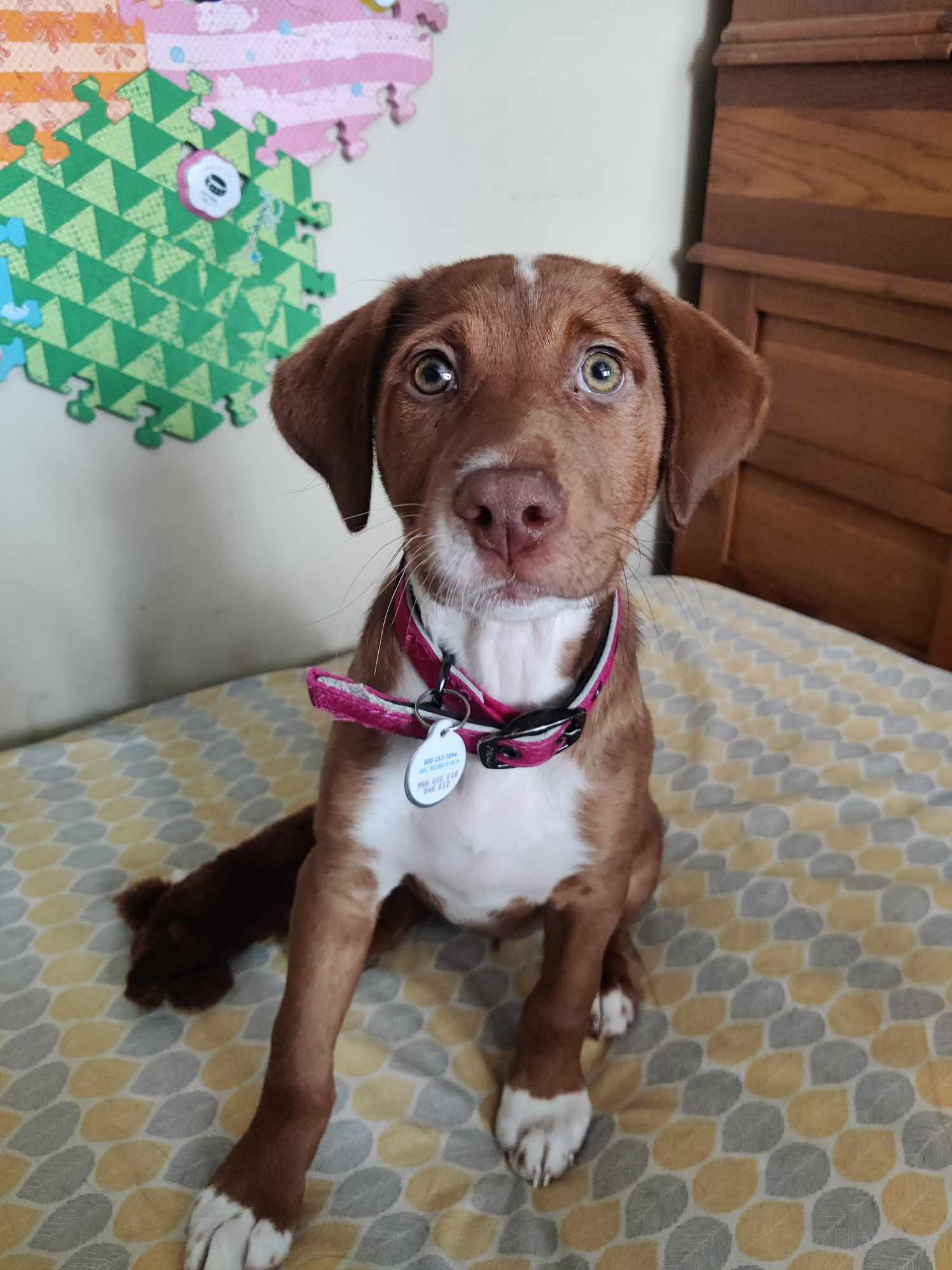 Enlarge Jenga, Jenga, a Adopted mixed breed in Morgantown, WV image 2/3