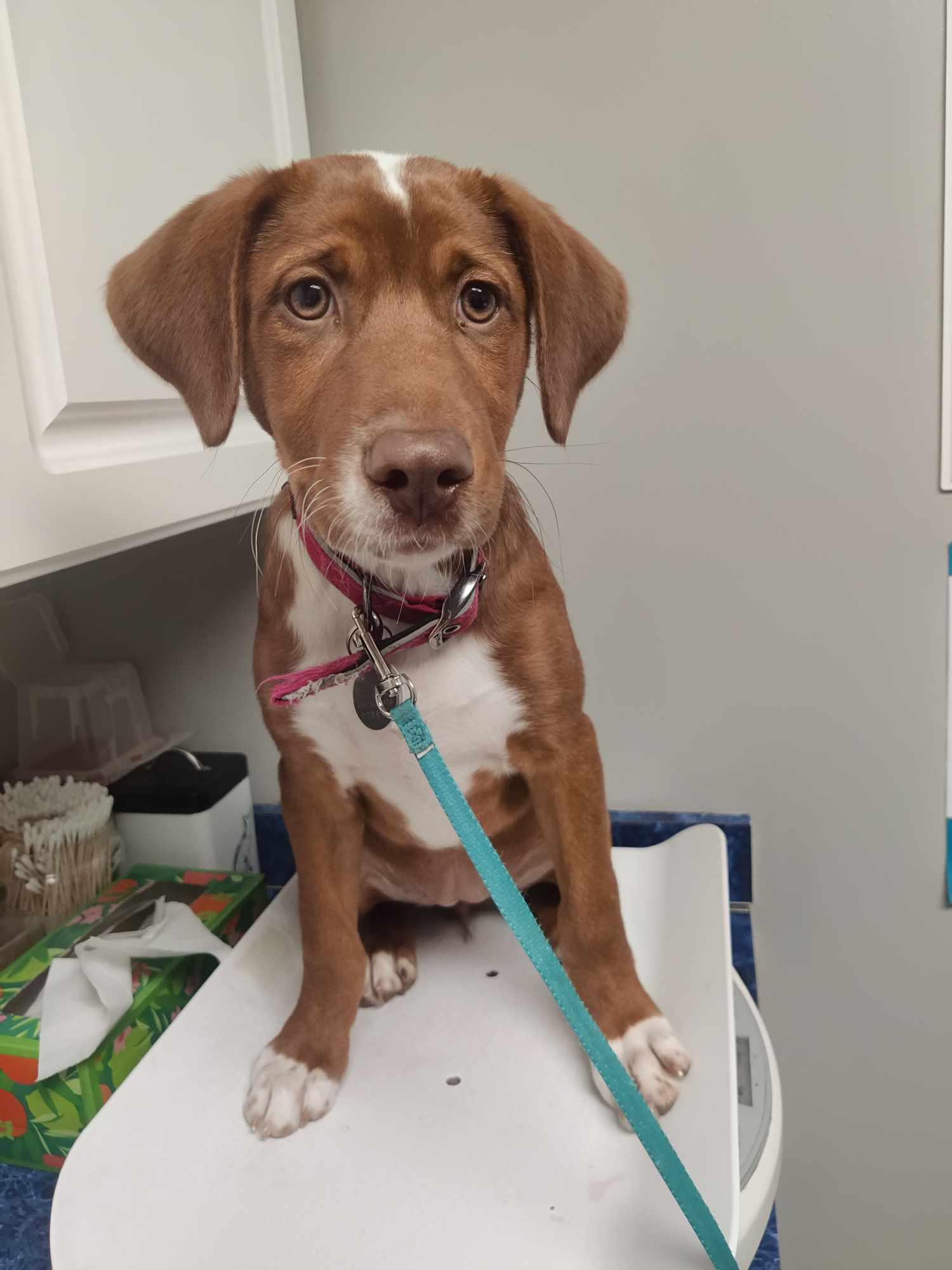 Enlarge Jenga, Jenga, a Adopted mixed breed in Morgantown, WV image 3/3