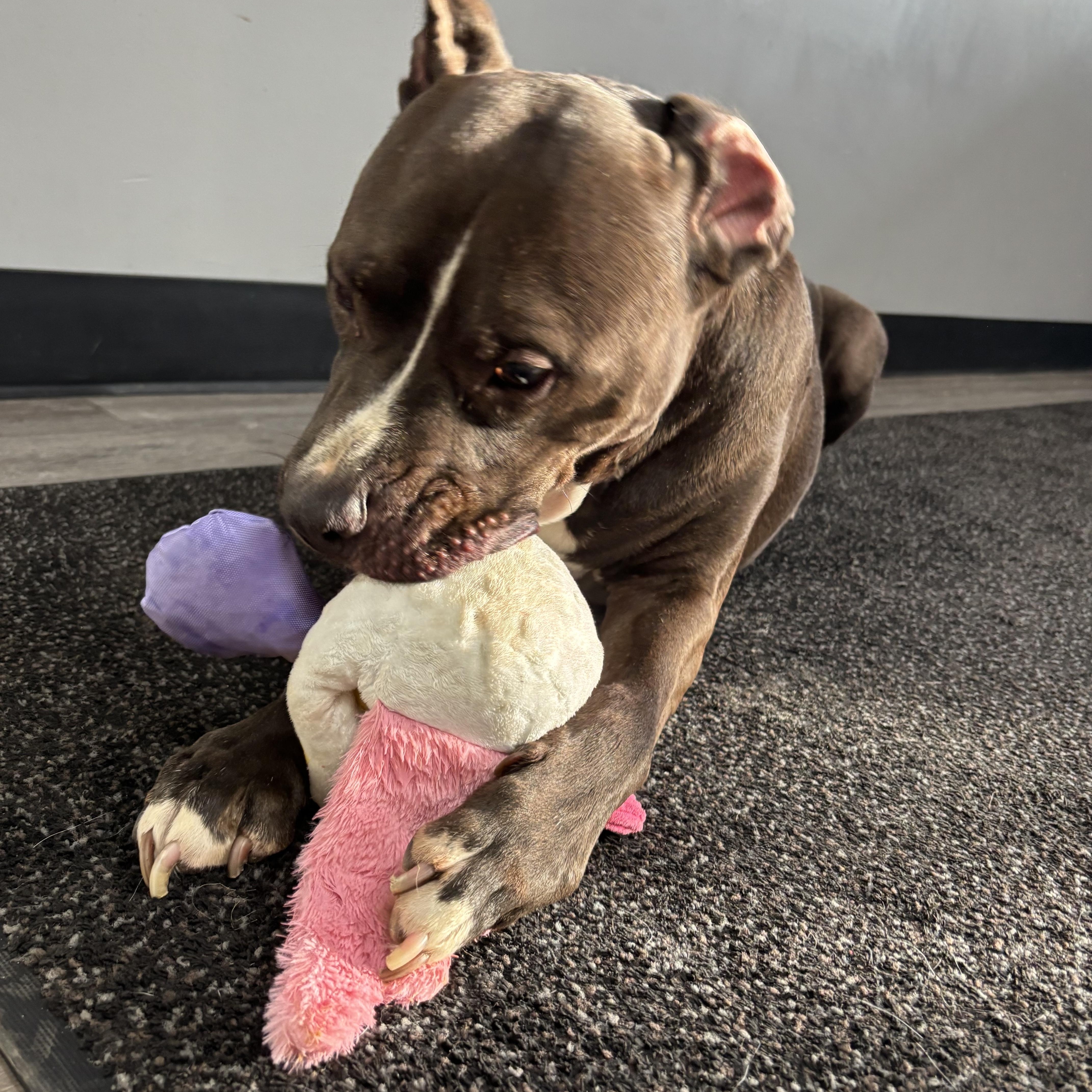 Troy, a ADOPTABLE mixed breed in Circleville, OH image 3/4