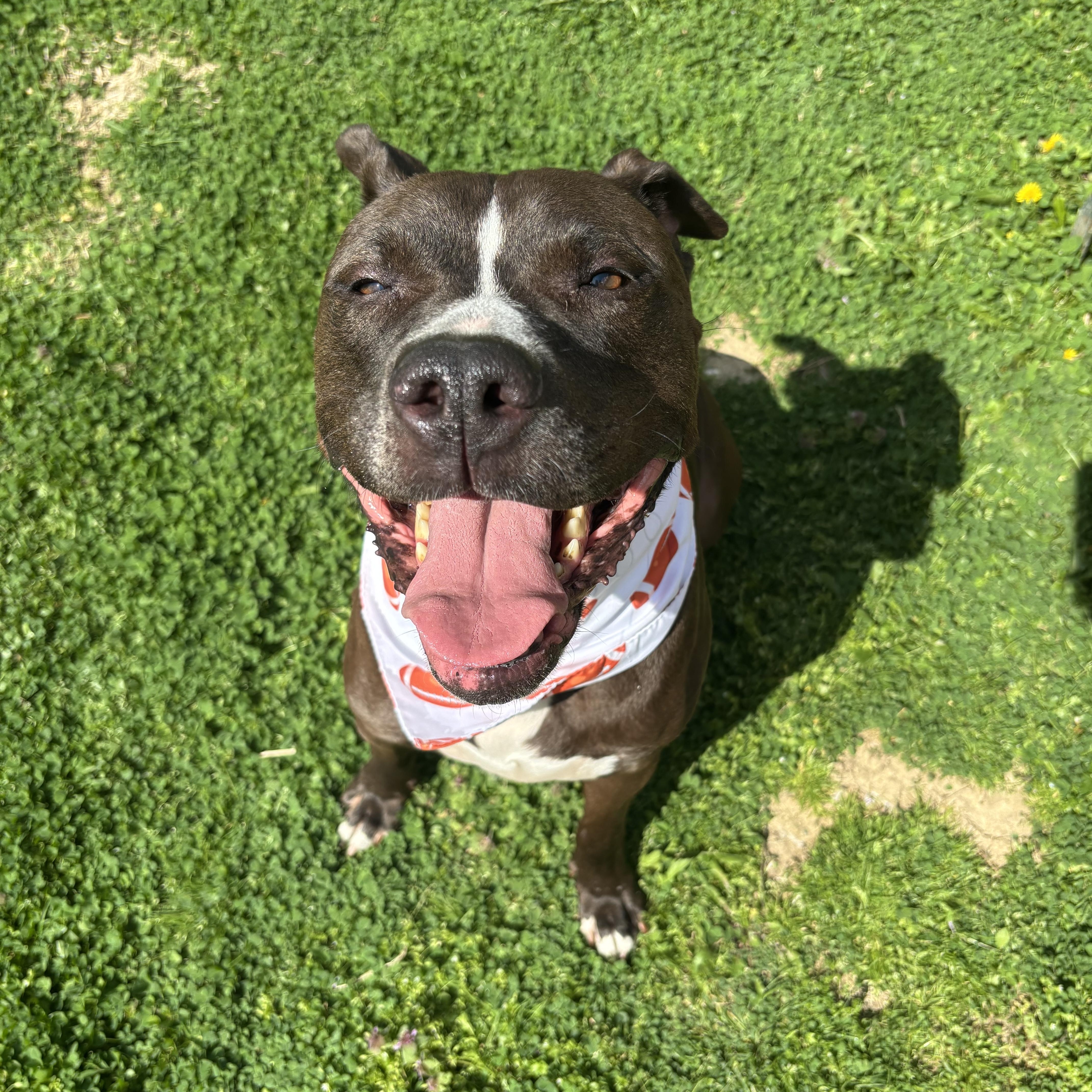 Enlarge Troy, a ADOPTABLE mixed breed in Circleville, OH image 5/6