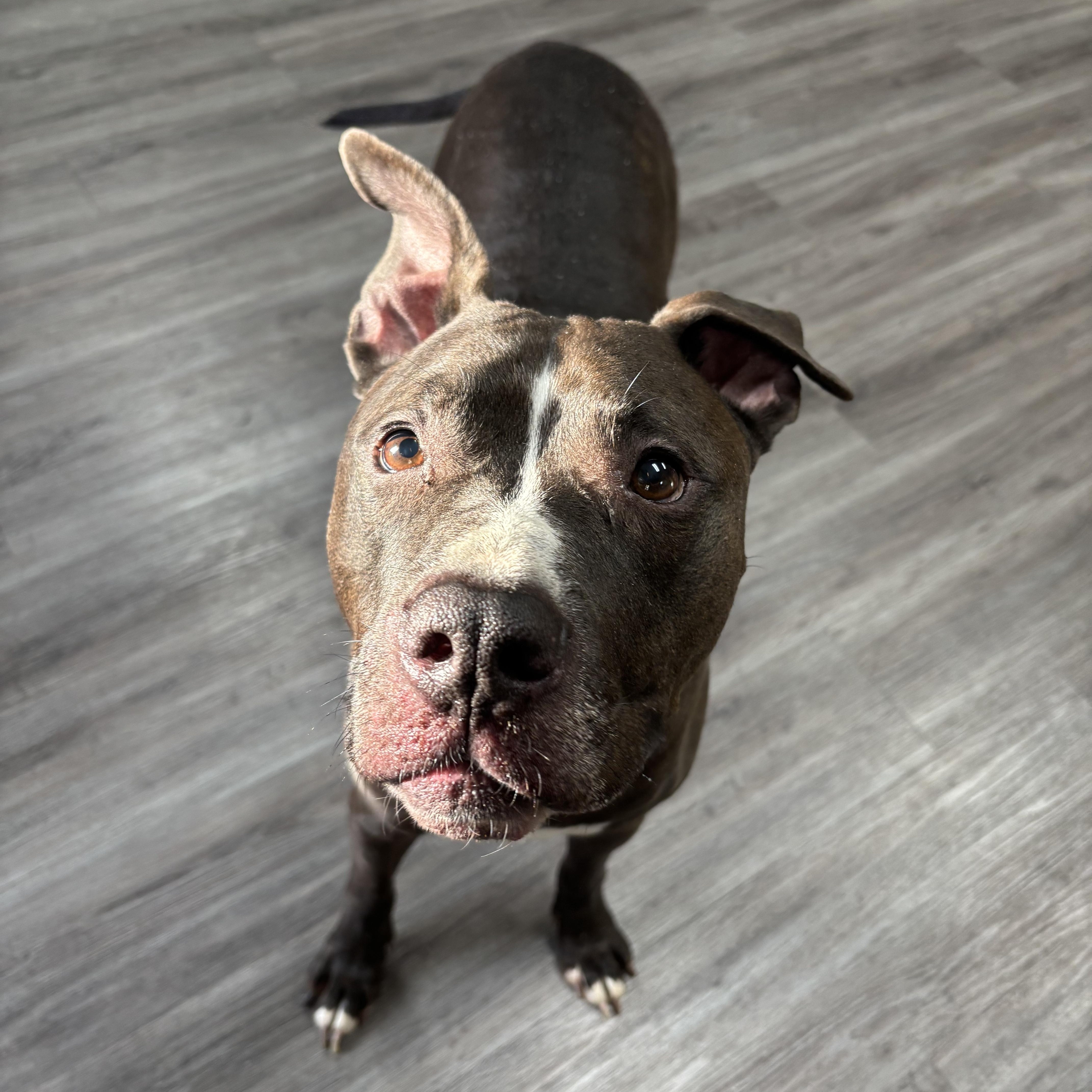 Troy, a ADOPTABLE mixed breed in Circleville, OH image 2/4