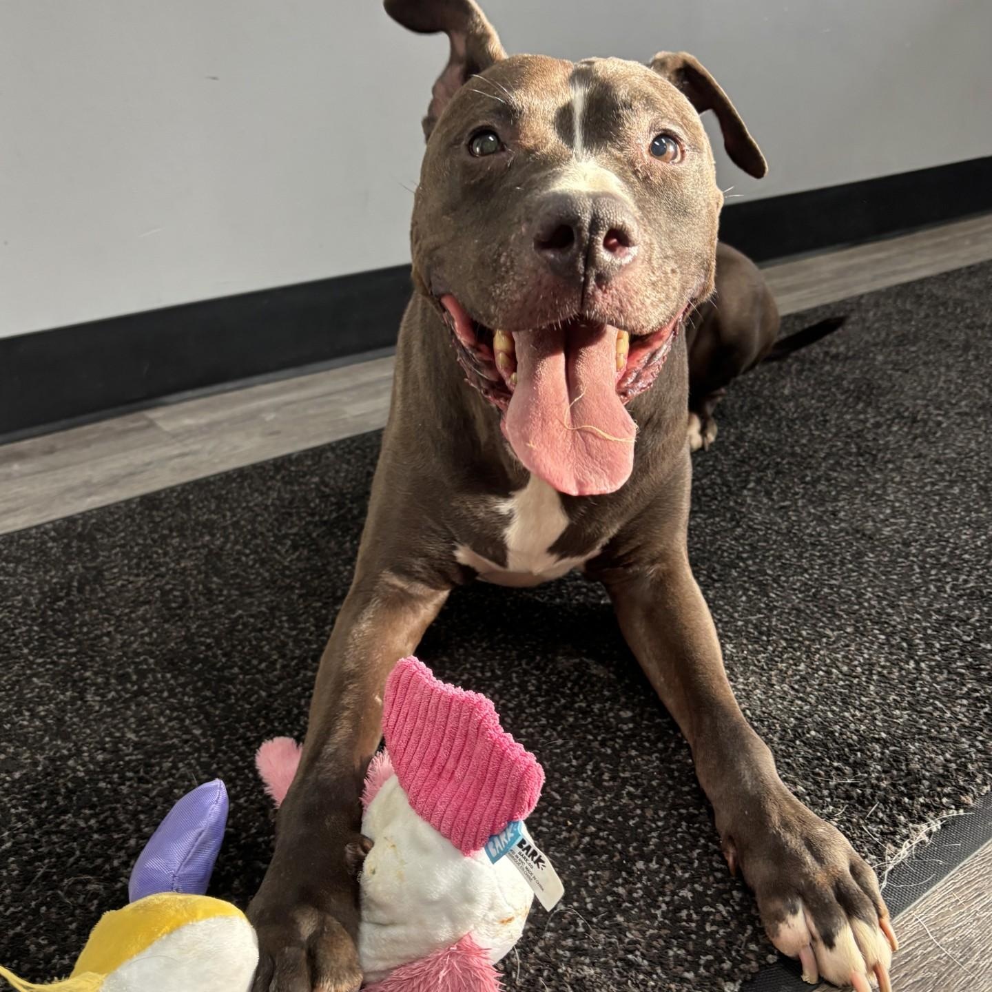 Troy, ADOPTABLE, Senior Male Pit Bull Terrier.