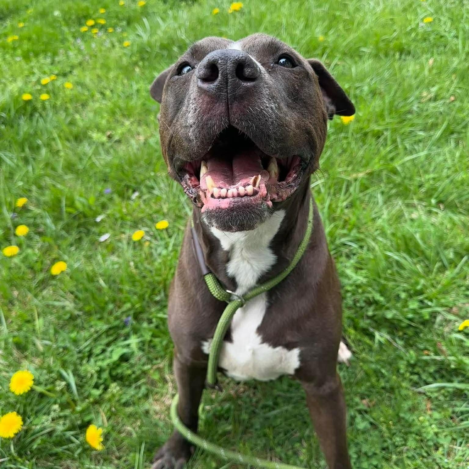 Troy, ADOPTABLE, Senior Male Pit Bull Terrier.