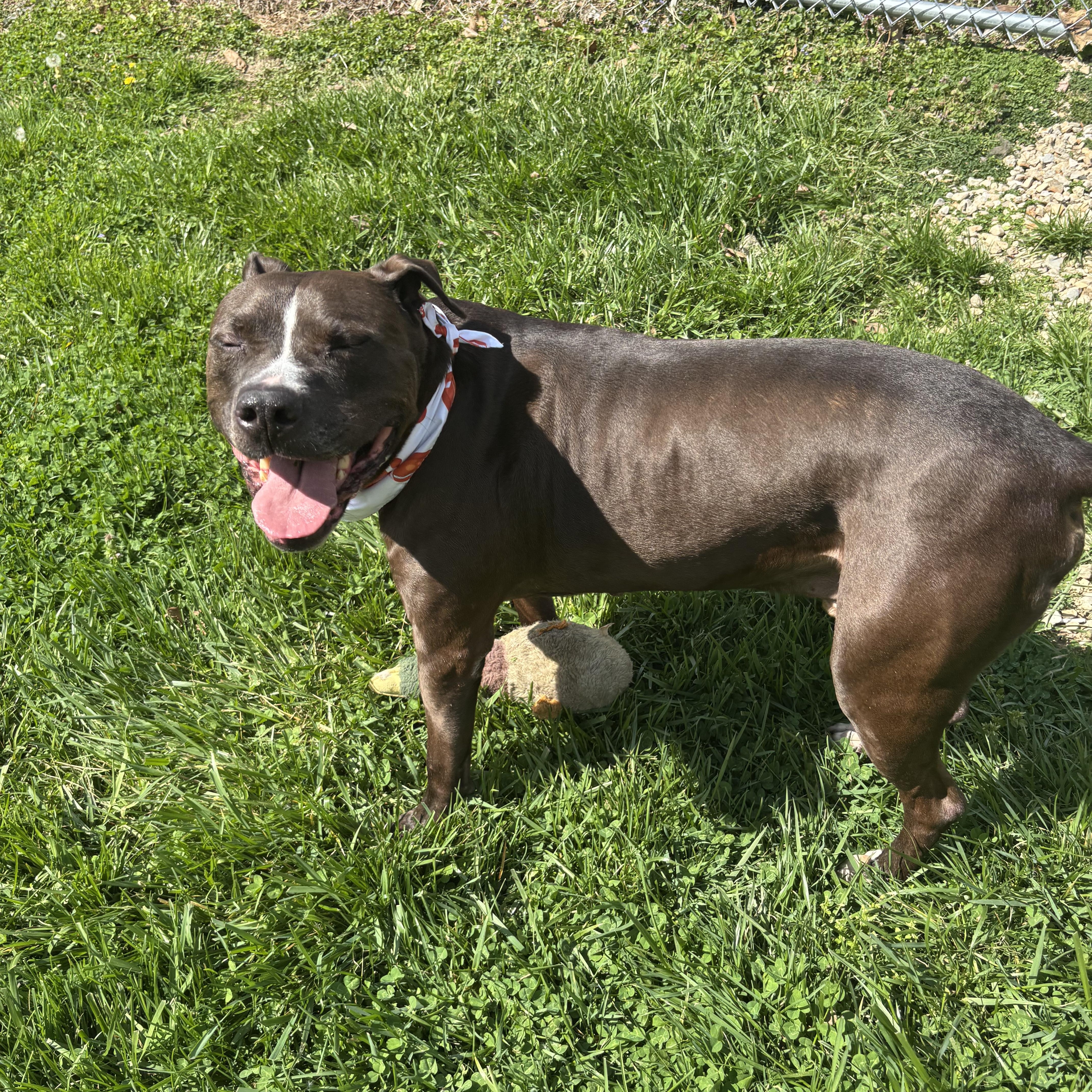 Enlarge Troy, a ADOPTABLE mixed breed in Circleville, OH image 2/6