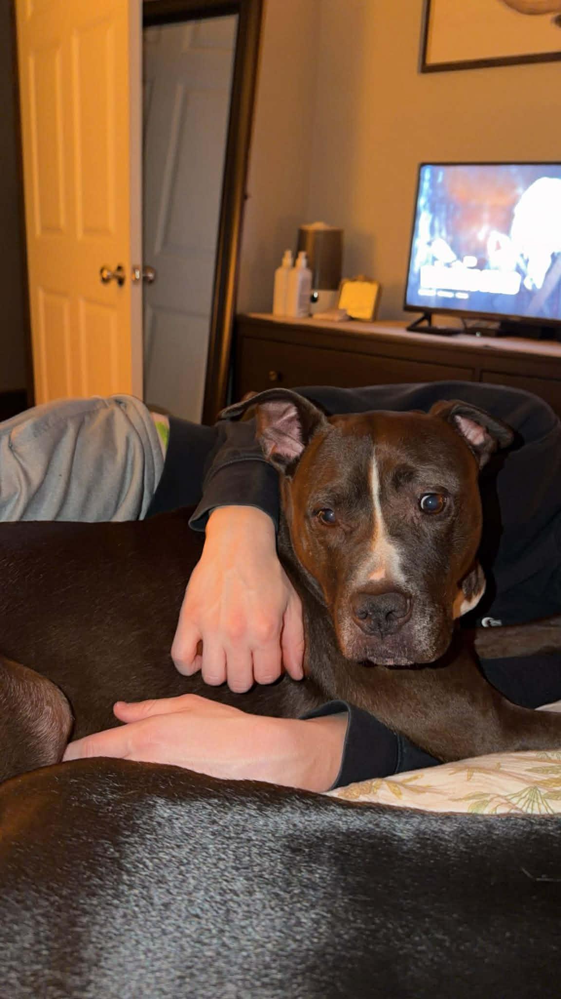 Enlarge Troy, a ADOPTABLE mixed breed in Circleville, OH image 6/6