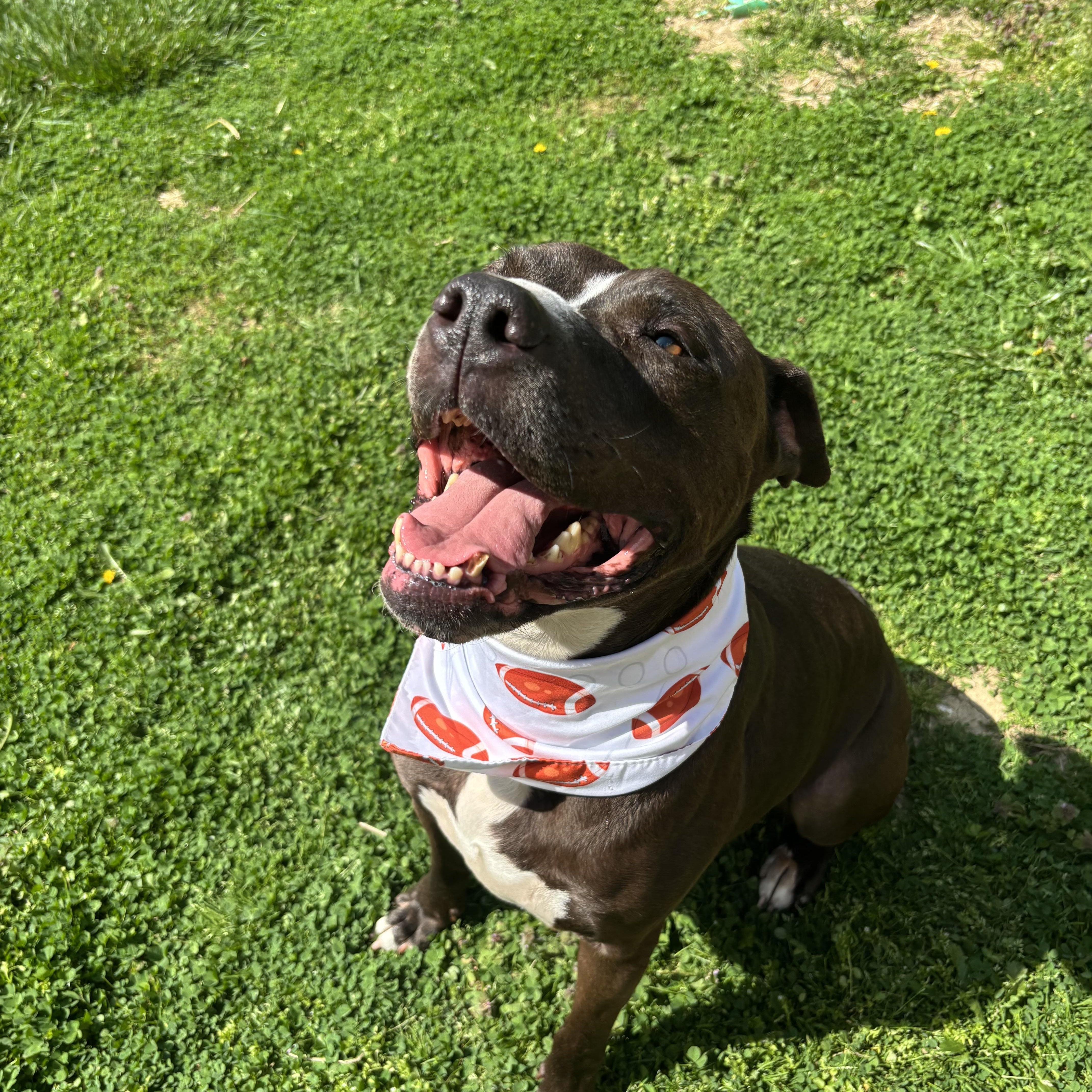 Enlarge Troy, a ADOPTABLE mixed breed in Circleville, OH image 4/6