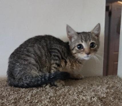 Flash / Beam, Adoptable, Kitten Male Domestic Short Hair.