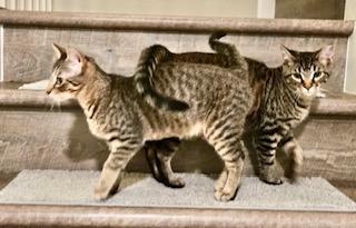 Flash / Beam, Adoptable, Young Male Domestic Short Hair.