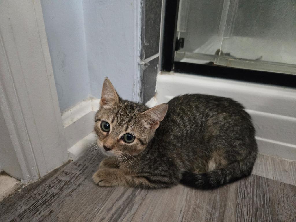 Enlarge Flash / Beam, a Adoptable mixed breed in Parkville, MD image 2/6