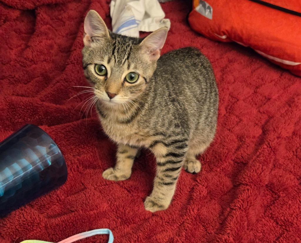 Enlarge Flash / Beam, a Adoptable mixed breed in Parkville, MD image 2/4