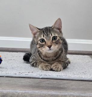 Enlarge Flash / Beam, a Adoptable mixed breed in Parkville, MD image 3/4