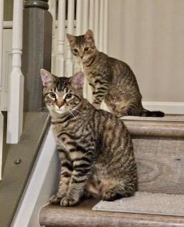 Enlarge Flash / Beam, a Adoptable mixed breed in Parkville, MD image 4/4