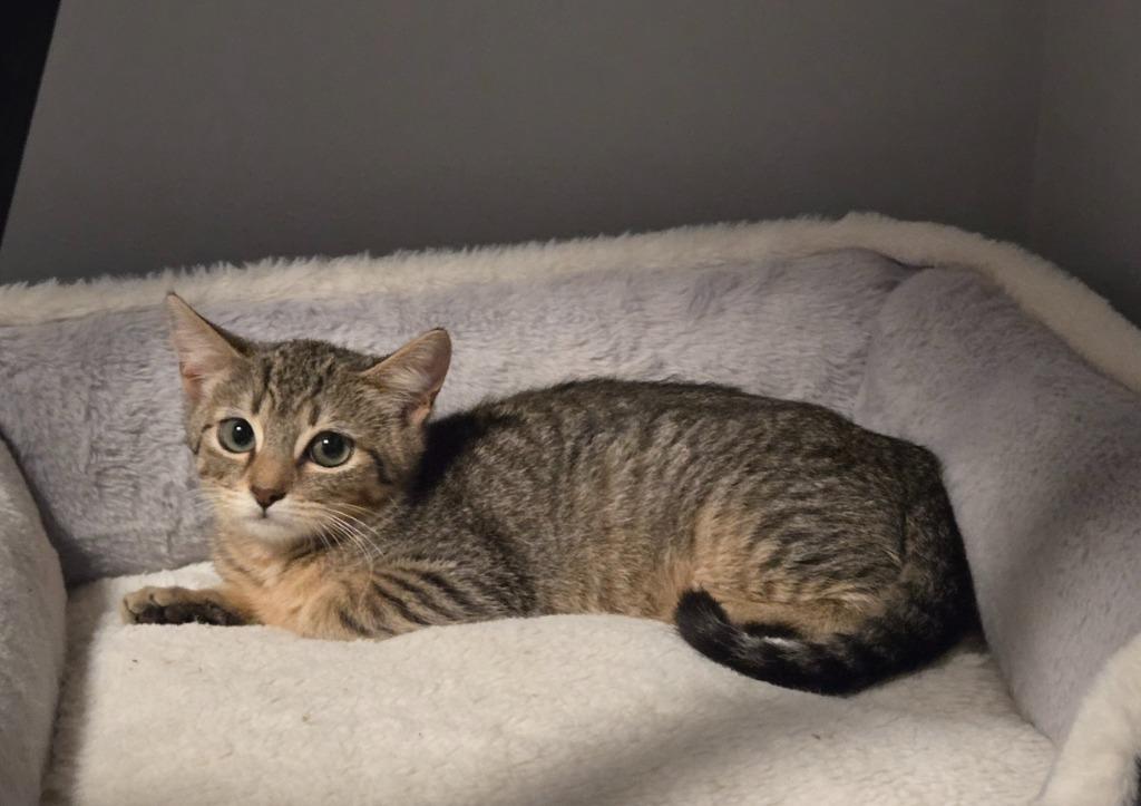 Enlarge Flash / Beam, a Adoptable mixed breed in Parkville, MD image 3/6