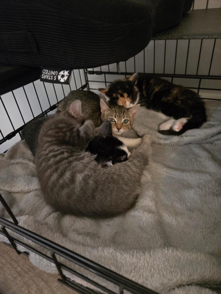 Enlarge Flash / Beam, a Adoptable mixed breed in Parkville, MD image 4/6