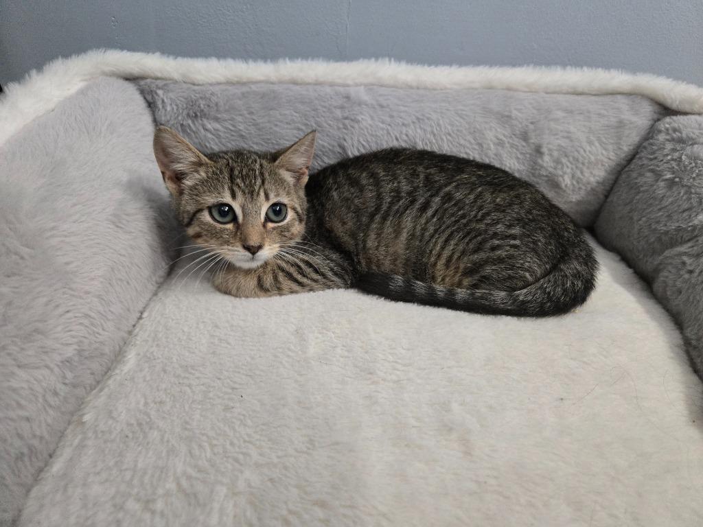 Enlarge Flash / Beam, a Adoptable mixed breed in Parkville, MD image 5/6