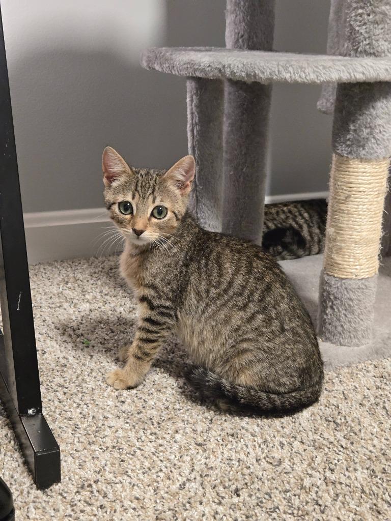 Enlarge Flash / Beam, a Adoptable mixed breed in Parkville, MD image 6/6