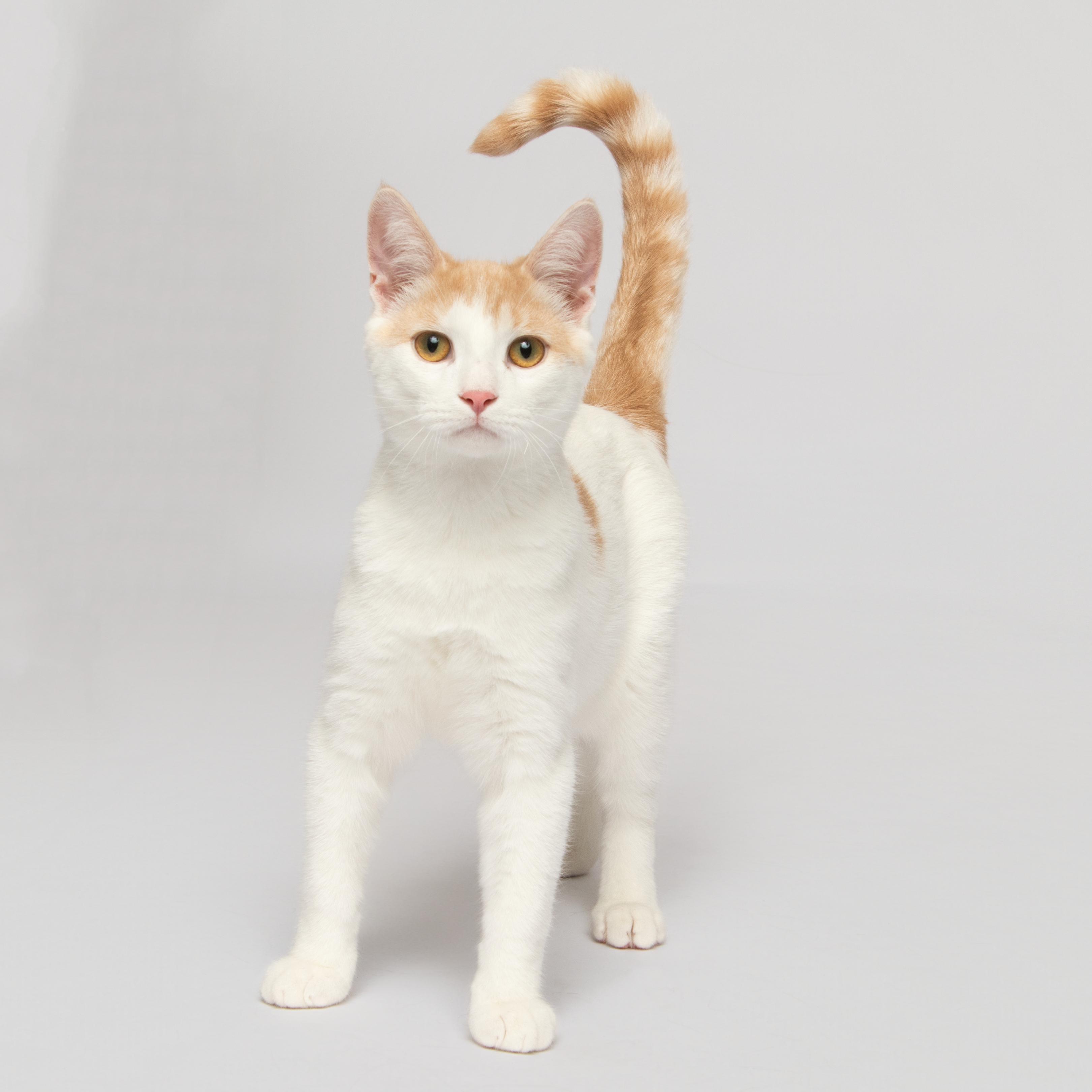 BOBBY VEE, an adoptable Domestic Short Hair in Grand Forks, ND, 58203 | Photo Image 1