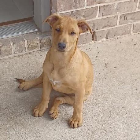 Cody Glass, a Adoptable mixed breed in Huntington, WV image 1/5