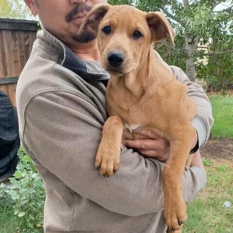 Cody Glass, a Adoptable mixed breed in Huntington, WV image 3/5