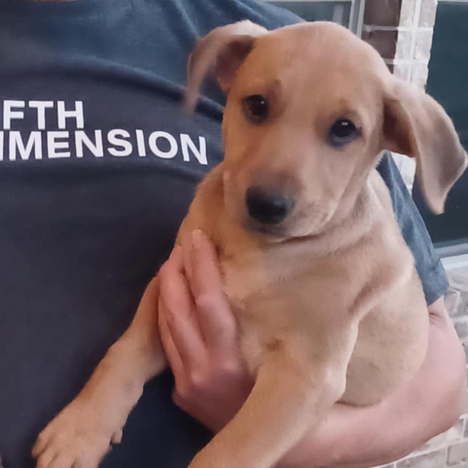 Cody Glass, a Adoptable mixed breed in Huntington, WV image 4/5