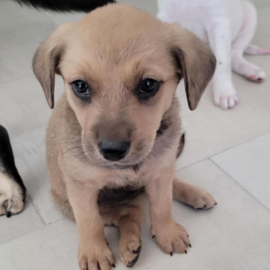 Cody Glass, a Adoptable mixed breed in Huntington, WV image 5/5