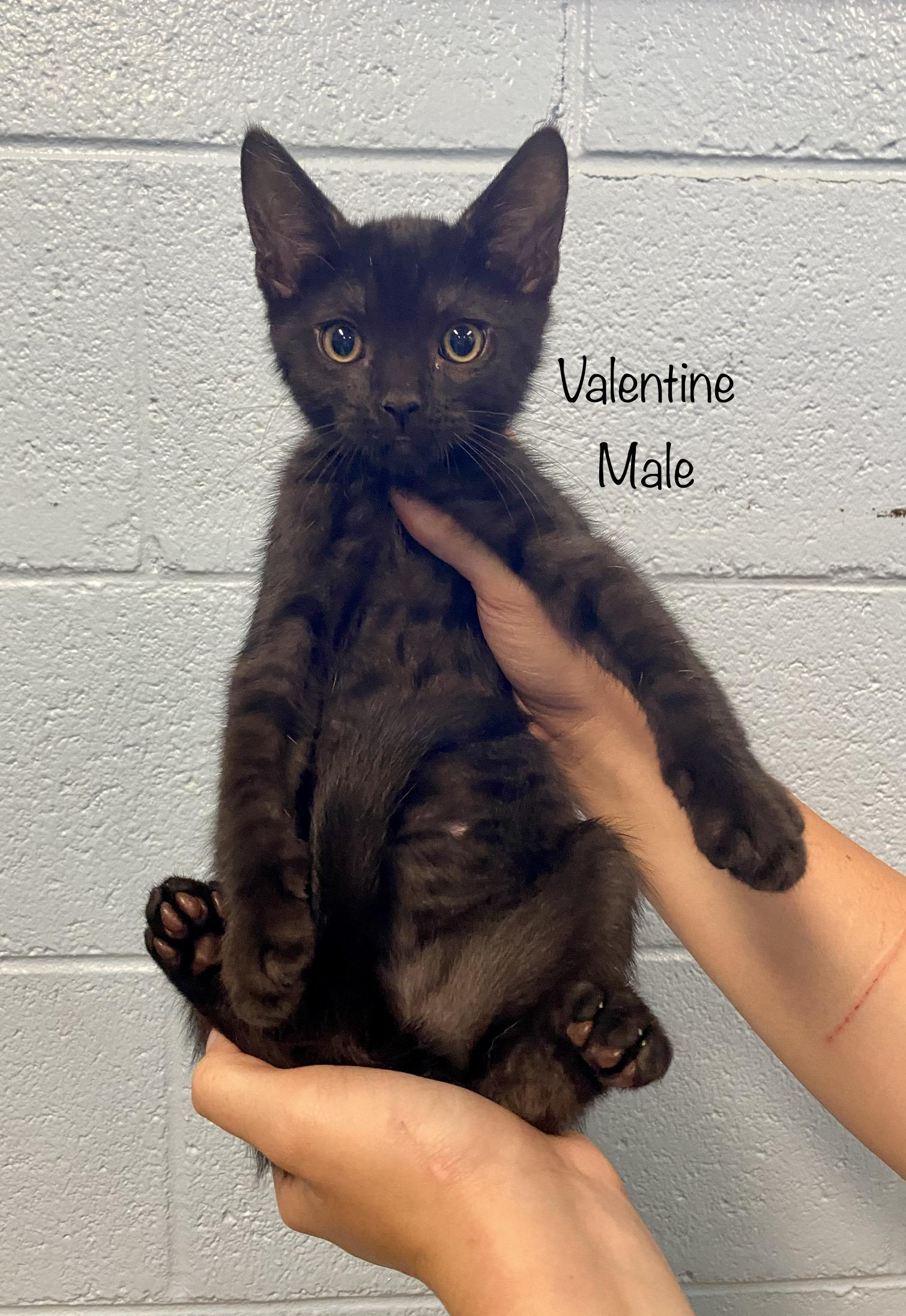 Valentine, an adoptable Domestic Short Hair Mix in Bedford, VA_image-1