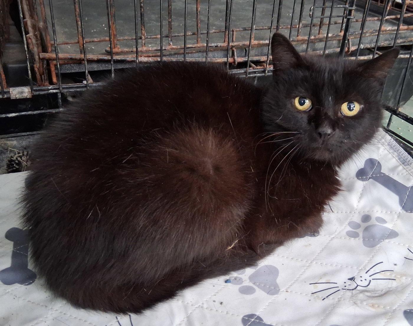 Charlotte, Adoptable, Young Female Domestic Short Hair.