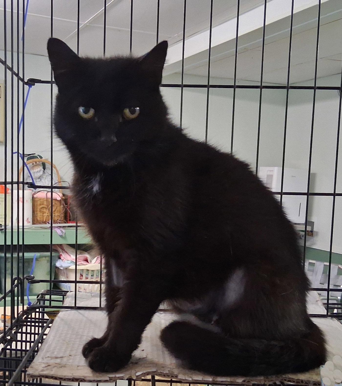 Enlarge Charlotte, a Adoptable Domestic Short Hair in Mcconnelsville, OH image 2/3