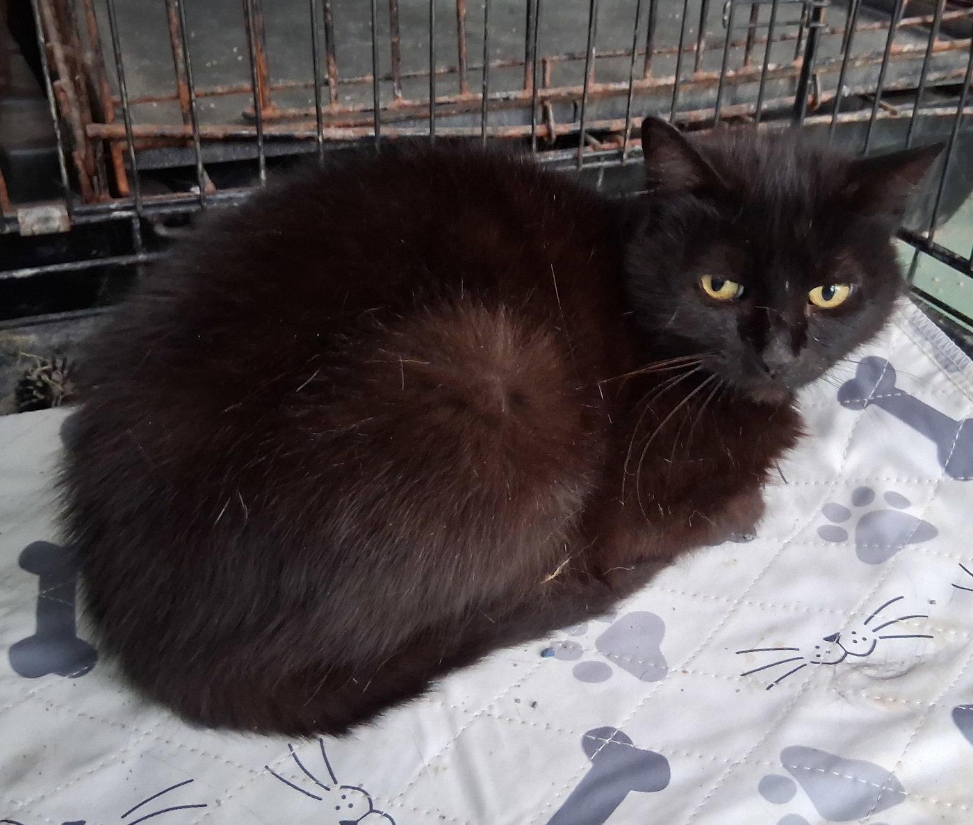 Enlarge Charlotte, a Adoptable Domestic Short Hair in Mcconnelsville, OH image 3/3