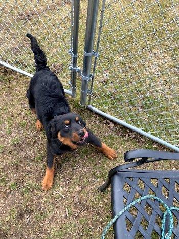 Enlarge Walter, a ADOPTABLE mixed breed in Bedford Hills, NY image 3/6