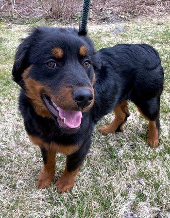 Walter, ADOPTABLE, Puppy Male Great Pyrenees.