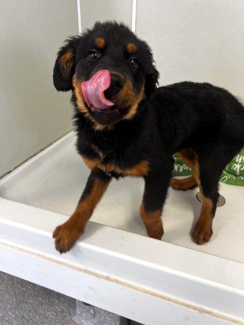 Enlarge Walter, a ADOPTABLE mixed breed in Bedford Hills, NY image 6/6