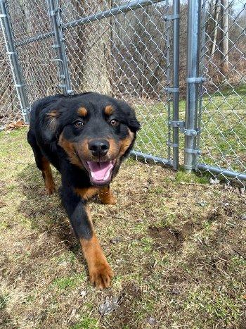 Enlarge Walter, a ADOPTABLE mixed breed in Bedford Hills, NY image 2/6