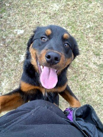 Enlarge Walter, a ADOPTABLE mixed breed in Bedford Hills, NY image 4/6