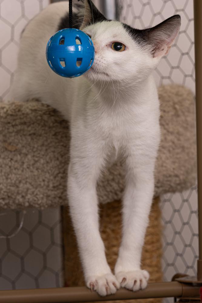 Enlarge Kitten: Cow *Would love to go home with a sibling OR to a home with another young cat*, a Adoptable Domestic Short Hair in catonsville , MD image 1/4