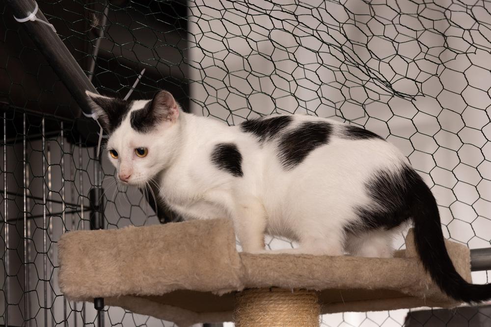 Enlarge Kitten: Cow *Would love to go home with a sibling OR to a home with another young cat*, a Adoptable Domestic Short Hair in catonsville , MD image 2/4