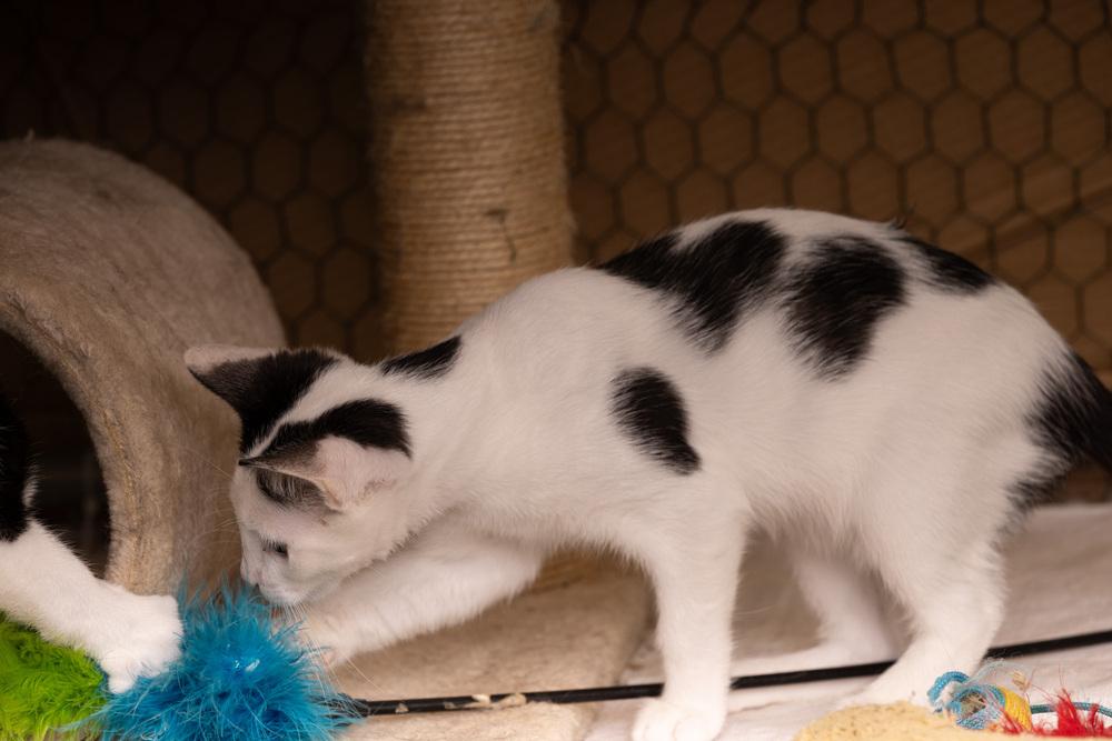 Enlarge Kitten: Cow *Would love to go home with a sibling OR to a home with another young cat*, a Adoptable Domestic Short Hair in catonsville , MD image 3/4