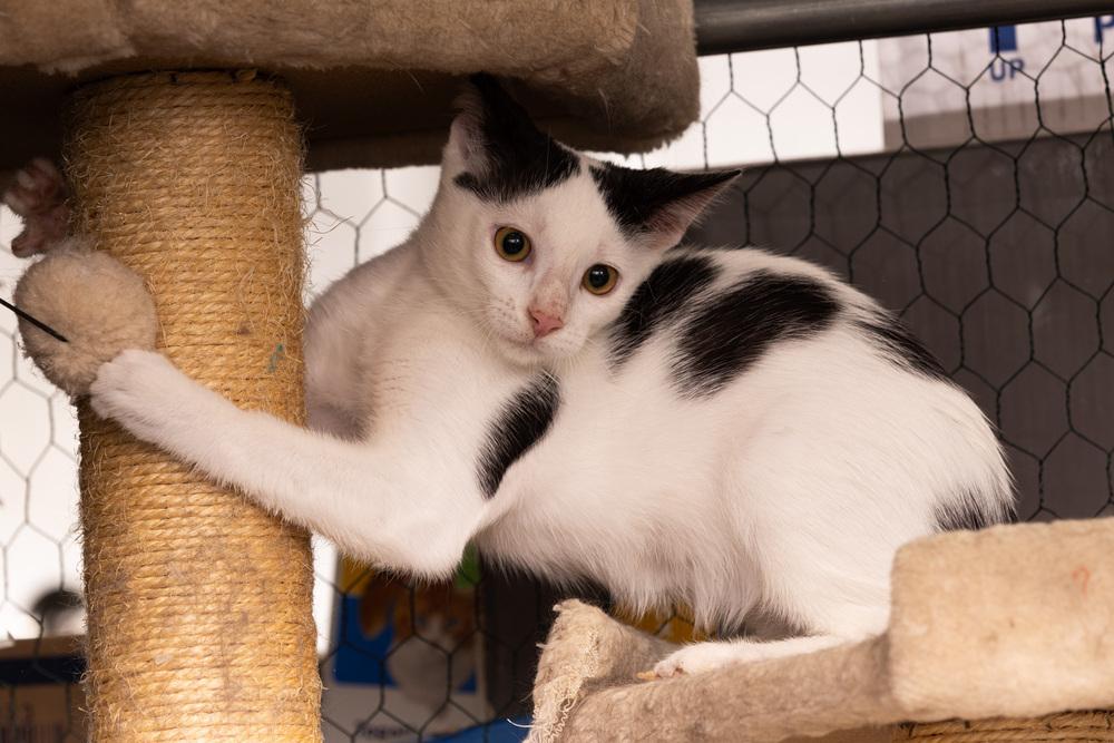 Enlarge Kitten: Cow *Would love to go home with a sibling OR to a home with another young cat*, a Adoptable Domestic Short Hair in catonsville , MD image 4/4