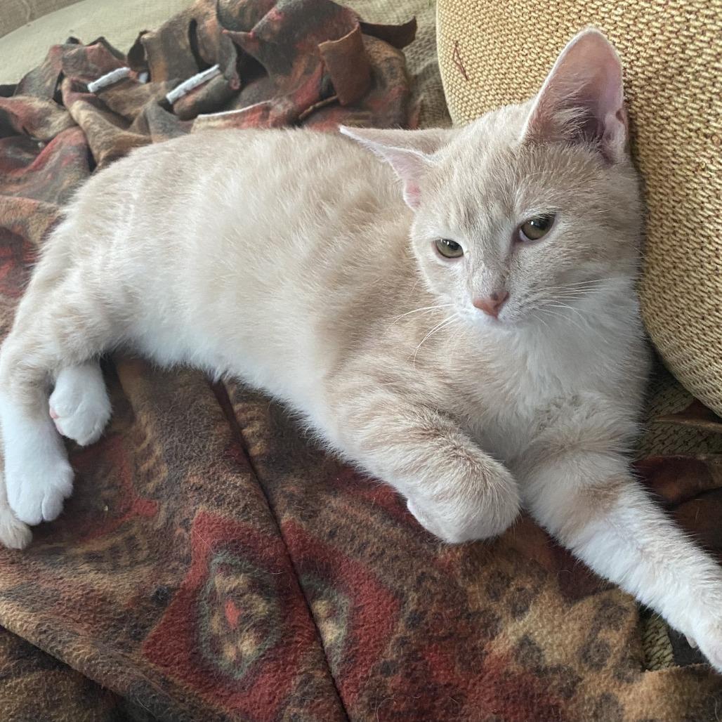 Jason, Adoptable, Kitten Male Domestic Short Hair.