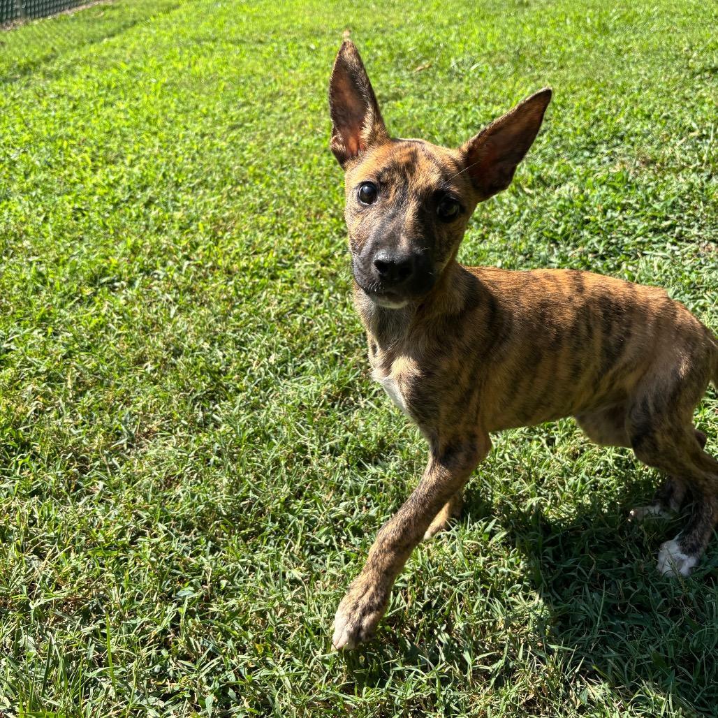 Enlarge Pretzel, a Adoptable Mixed Breed in Roxboro, NC image 1/6