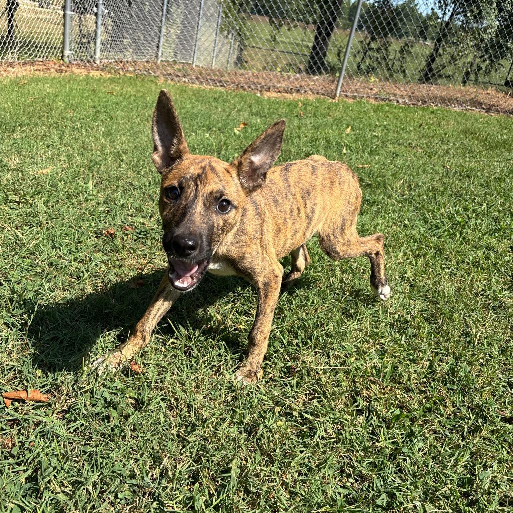 Enlarge Pretzel, a Adoptable Mixed Breed in Roxboro, NC image 2/6