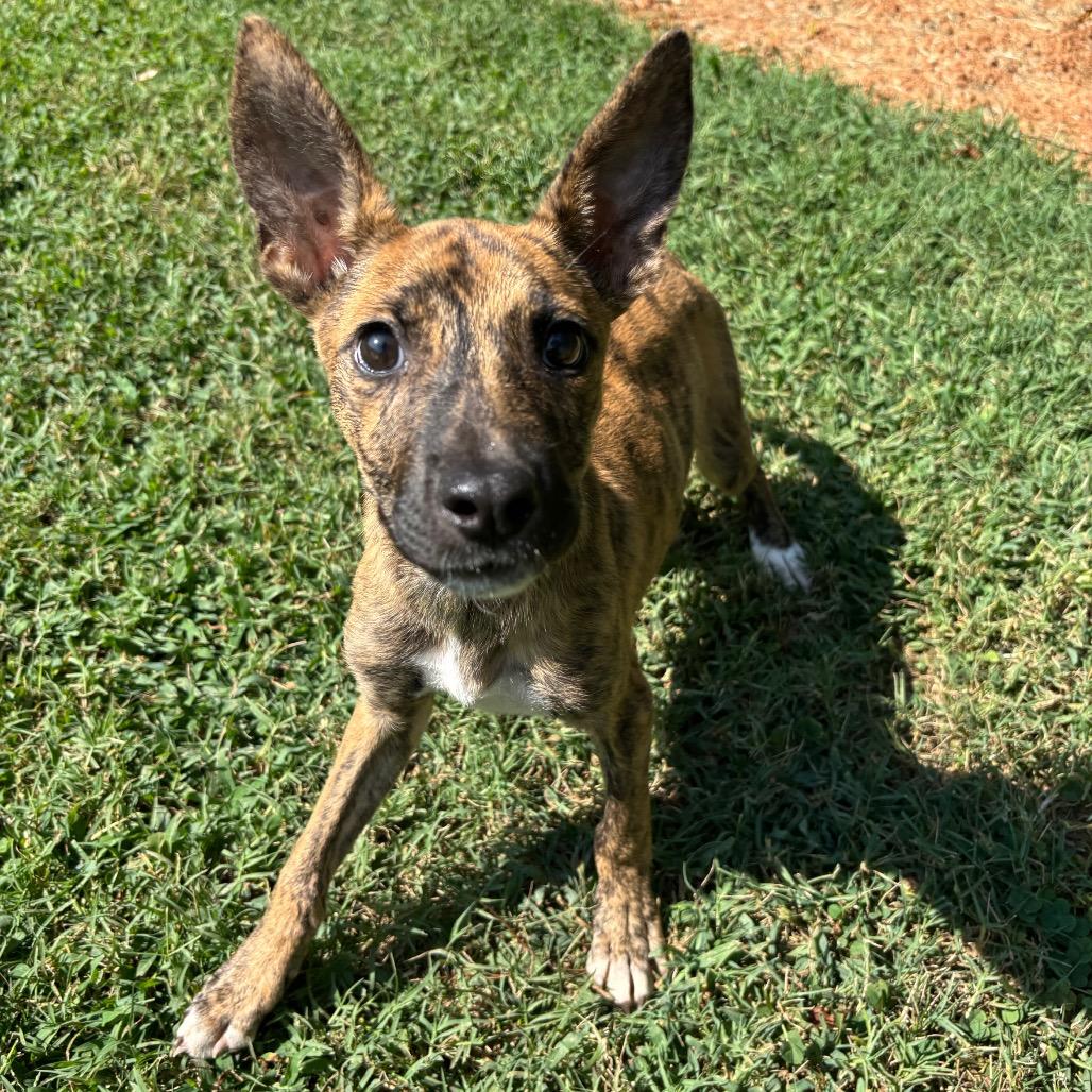 Enlarge Pretzel, a Adoptable Mixed Breed in Roxboro, NC image 3/6
