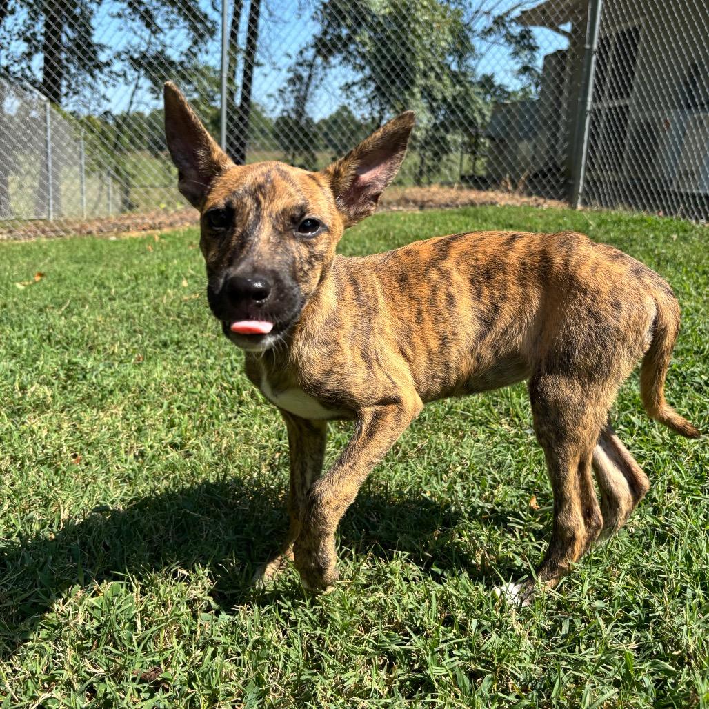 Enlarge Pretzel, a Adoptable Mixed Breed in Roxboro, NC image 4/6