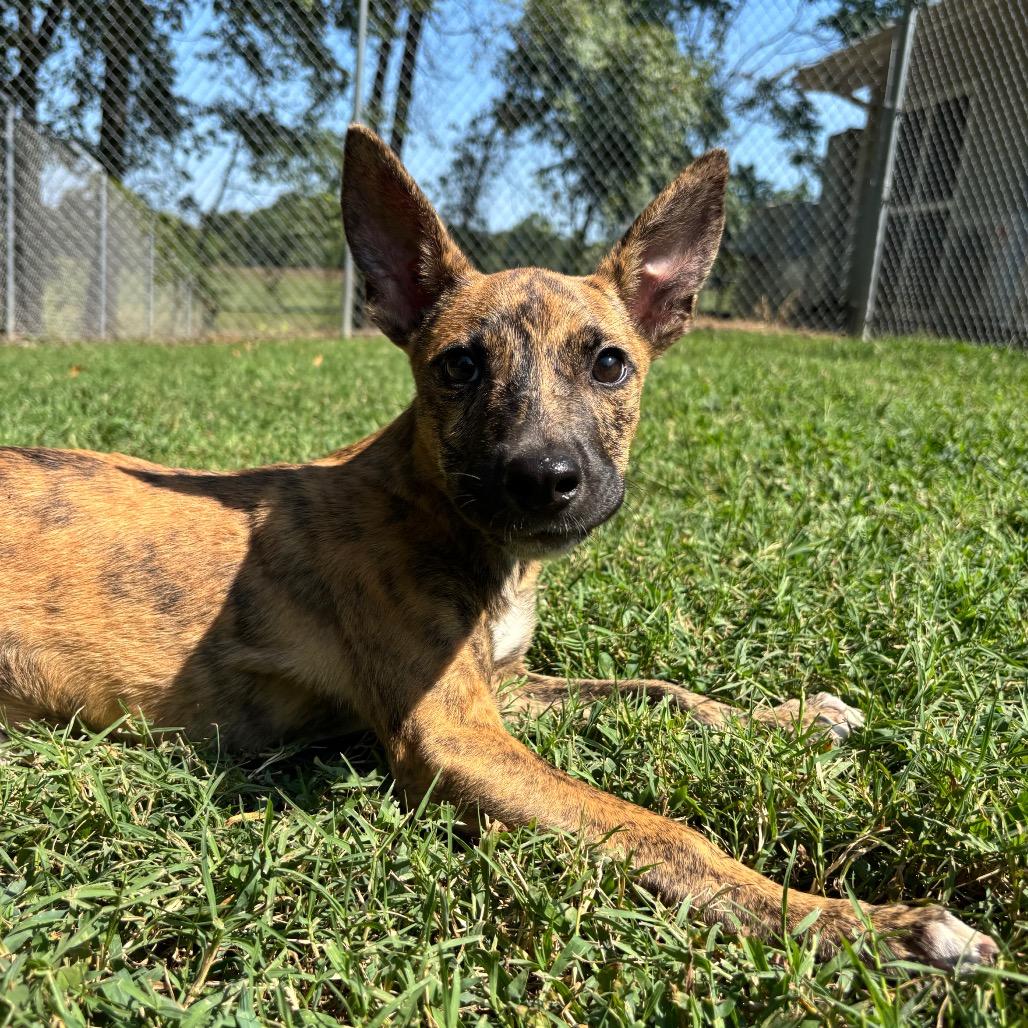 Enlarge Pretzel, a Adoptable Mixed Breed in Roxboro, NC image 5/6