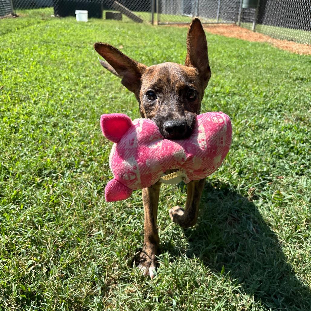 Enlarge Pretzel, a Adoptable Mixed Breed in Roxboro, NC image 6/6