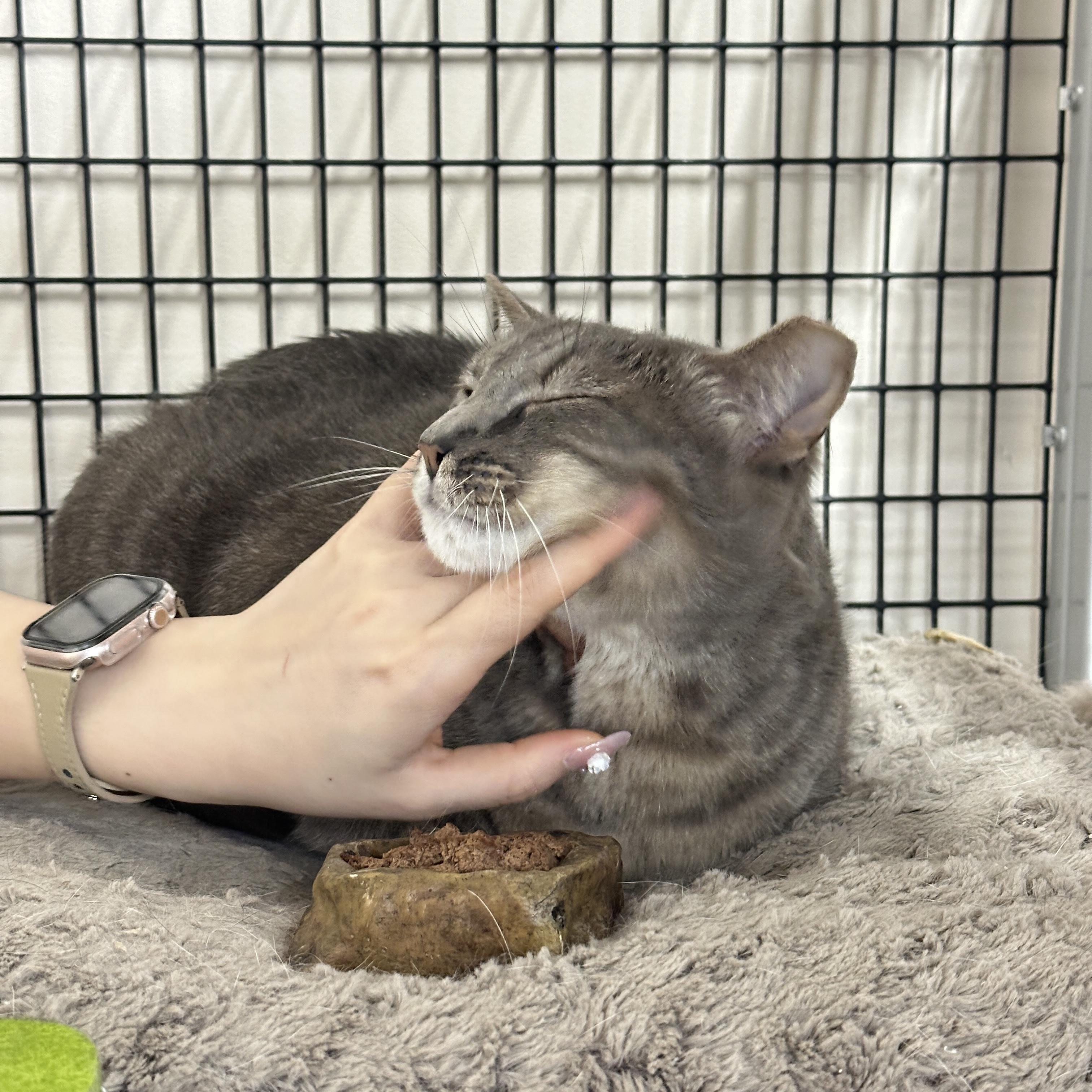 Augustus, a ADOPTABLE Domestic Short Hair in Mauldin, SC image 5/5
