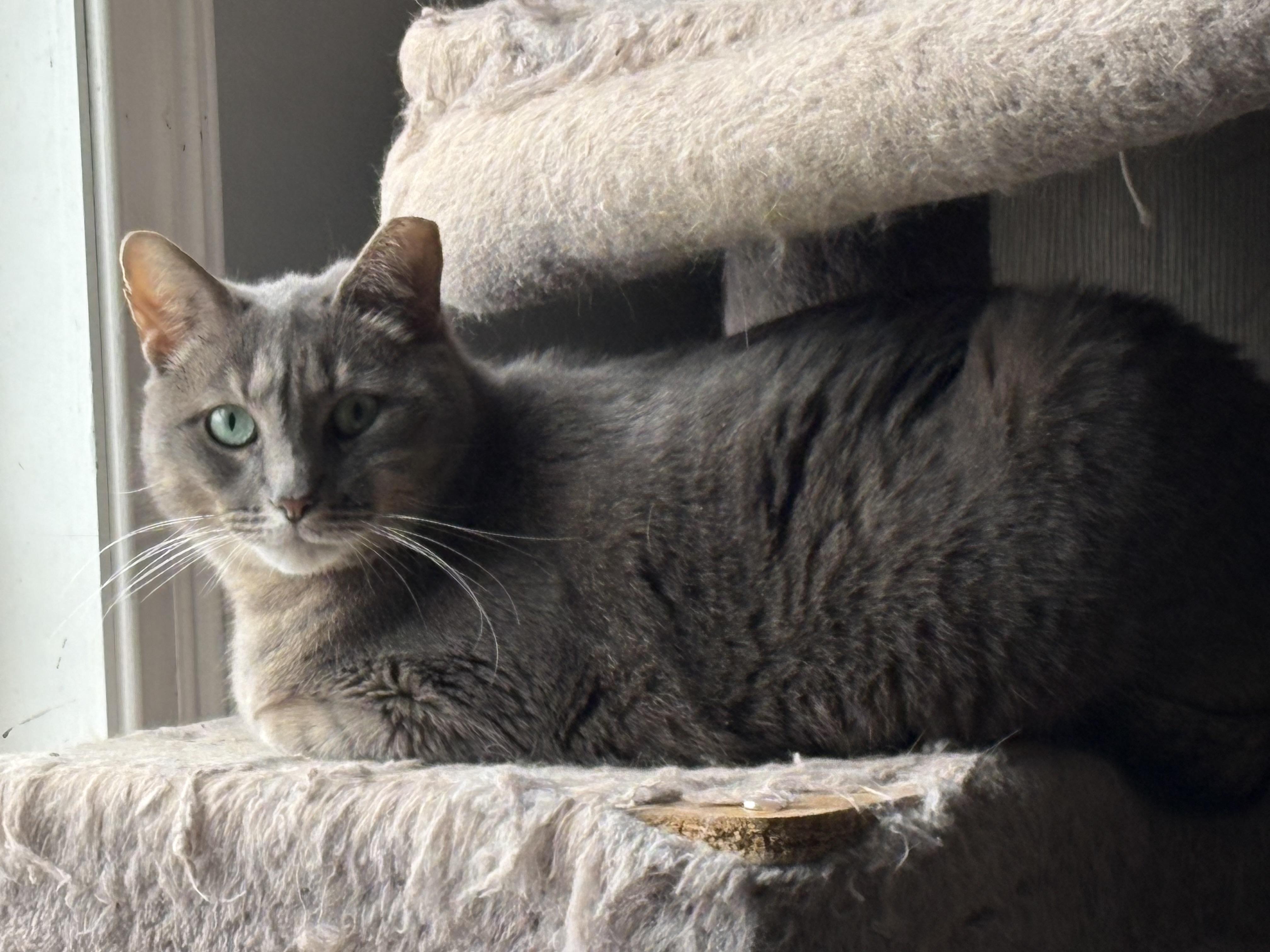 Augustus, a ADOPTABLE Domestic Short Hair in Mauldin, SC image 1/5