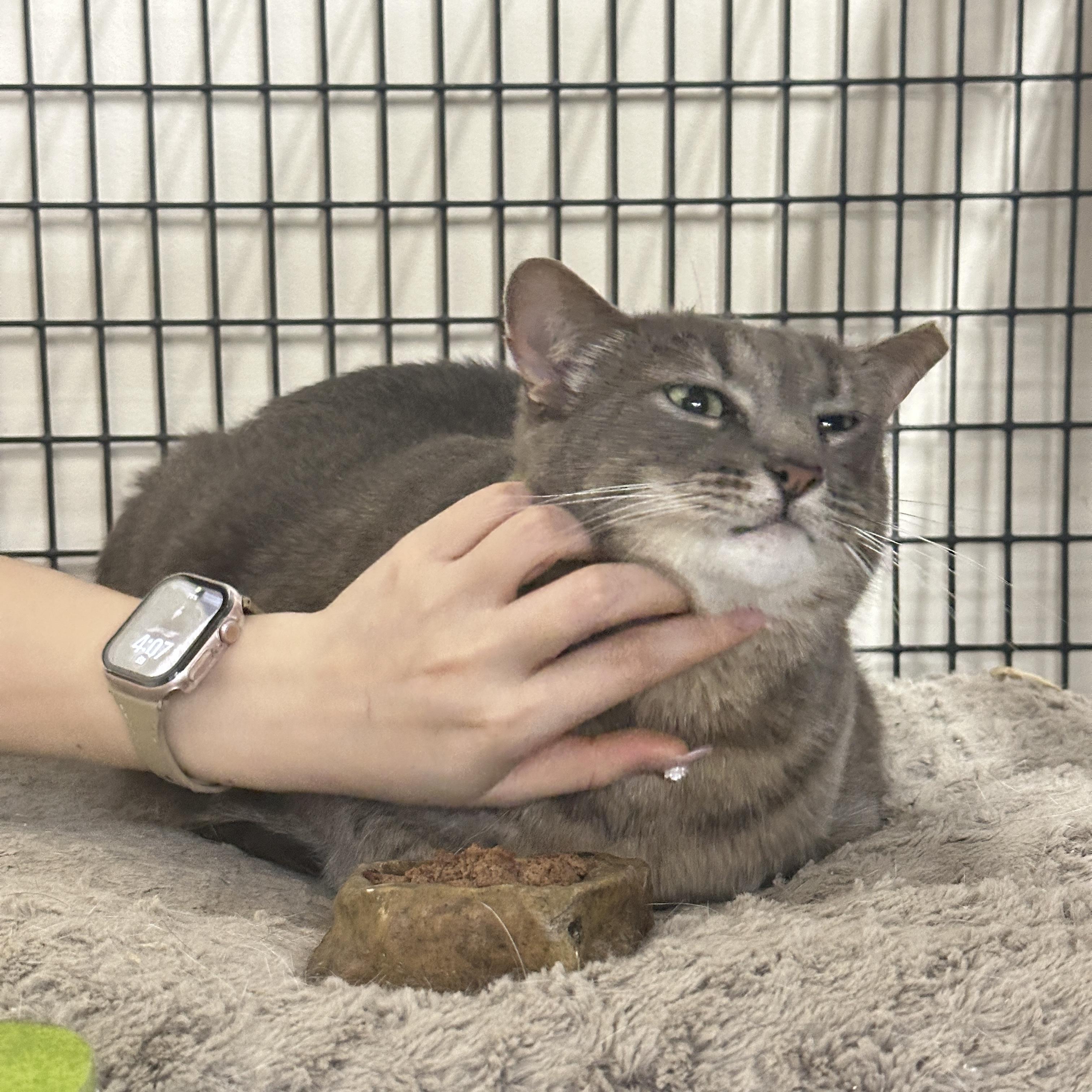 Augustus, a ADOPTABLE Domestic Short Hair in Mauldin, SC image 4/5